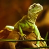 Jeu Jigsaw: Green Lizard en plein ecran