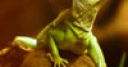 Jeu Jigsaw: Green Lizard