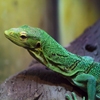 Jeu Jigsaw: Green Reptile en plein ecran