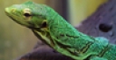 Jeu Jigsaw: Green Reptile