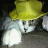 Jeu Jigsaw: Hat Cat en plein ecran