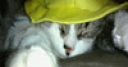 Jeu Jigsaw: Hat Cat