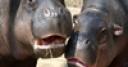 Jeu Jigsaw: Hippos
