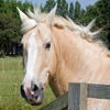 Jeu Jigsaw: Horse Portrait en plein ecran