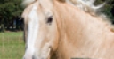 Jeu Jigsaw: Horse Portrait