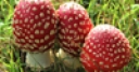 Jeu Jigsaw: Huddled Mushrooms