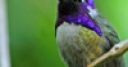 Jeu Jigsaw: Hummingbird