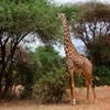 Jeu Jigsaw: Hungry Giraffe en plein ecran