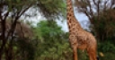 Jeu Jigsaw: Hungry Giraffe