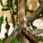 Jigsaw: Iguana Tree