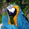Jeu Jigsaw: Kissing Parrots en plein ecran