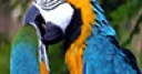 Jeu Jigsaw: Kissing Parrots