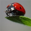 Jeu Jigsaw: Ladybug en plein ecran