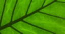 Jeu Jigsaw: Leaf Detail