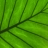 Jigsaw: Leaf Detail