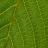 Jigsaw: Leaf Veins