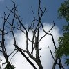 Jeu Jigsaw: Leafless Branches en plein ecran