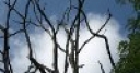 Jeu Jigsaw: Leafless Branches