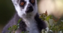 Jeu Jigsaw: Lemur