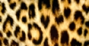 Jeu Jigsaw: Leopard Pattern