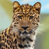 Jeu Jigsaw: Leopard en plein ecran