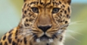 Jeu Jigsaw: Leopard
