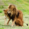 Jeu Jigsaw: Lion And Lioness en plein ecran