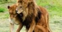 Jeu Jigsaw: Lion And Lioness