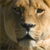 Jeu Jigsaw: Lioness en plein ecran
