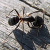 Jeu Jigsaw: Little Ant en plein ecran