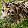 Jeu Jigsaw: Little Leopard en plein ecran