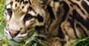 Jeu Jigsaw: Little Leopard