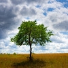 Jeu Jigsaw: Lonely Tree en plein ecran