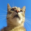 Jeu Jigsaw: Lookout Cat 2 en plein ecran