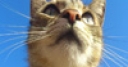 Jeu Jigsaw: Lookout Cat 2