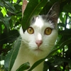 Jeu Jigsaw: Lookout Cat en plein ecran