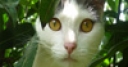 Jeu Jigsaw: Lookout Cat