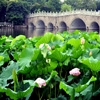 Jeu Jigsaw: Lotus Flower Field en plein ecran
