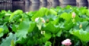 Jeu Jigsaw: Lotus Flower Field