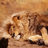Jeu Jigsaw: Lying Lion en plein ecran