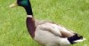 Jeu Jigsaw: Mallard Duck