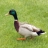 Jigsaw: Mallard Duck