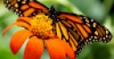 Jeu Jigsaw: Monarch Butterfly