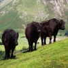 Jeu Jigsaw: Mountain Cows en plein ecran
