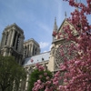Jeu Jigsaw: Notre Dame Flowers en plein ecran