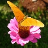 Jeu Jigsaw: Orange Butterfly en plein ecran