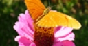 Jeu Jigsaw: Orange Butterfly