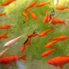 Jeu Jigsaw: Orange Fish en plein ecran