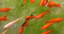 Jeu Jigsaw: Orange Fish