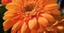 Jeu Jigsaw: Orange Large Flower